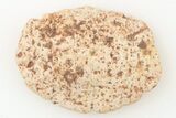 Fossil Phytosaur Scute - New Mexico #192882-1